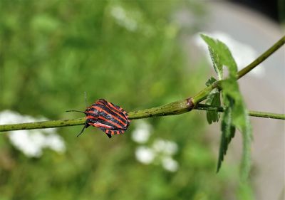 Close-up of insect on plant