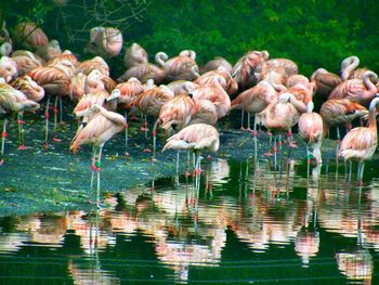 Birds in lake