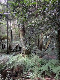 Trees in forest