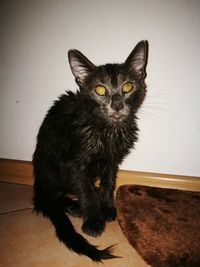 Portrait of black cat sitting on wall at home