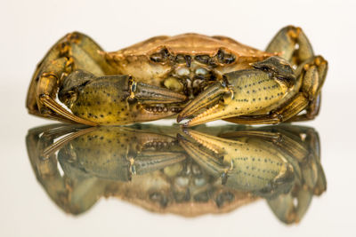 Close-up of crab with reflection against white background