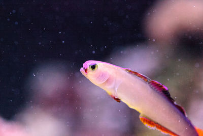 Close-up of fish swimming underwater