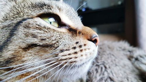Close-up of cat looking away while relaxing at home