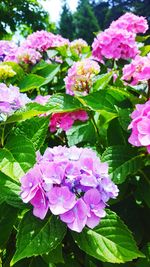 Close-up of pink flowers blooming outdoors