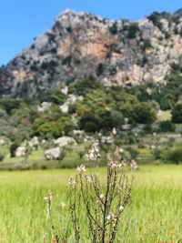 Scenic view of flowering plants on land