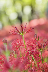 Close-up of pink flowering plant