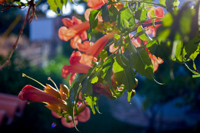 Close-up of flowers blooming on tree