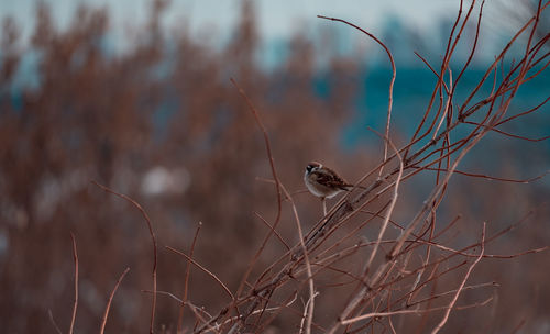 Close-up of bird perching on plant