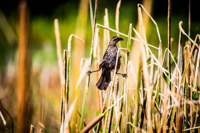 Bird perching on grass