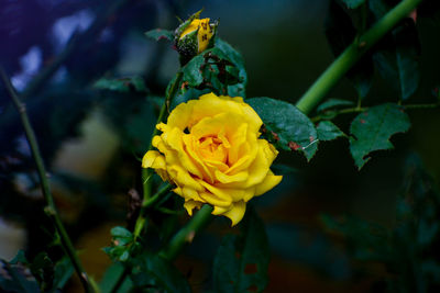 Close-up of yellow rose