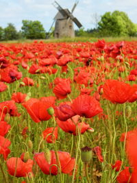 Poppies blooming on field against windmill