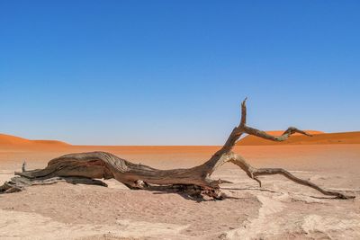 Driftwood on sand against clear sky