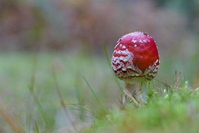 Close-up of mushroom growing on field