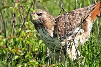 Close-up of a bird perching on a field