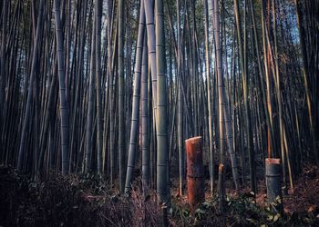 Low angle view of bamboo trees in forest