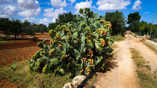 Cactuses growing in field by empty road