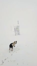 Dog standing on snow