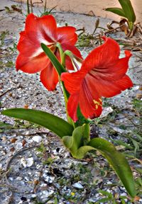 Close-up of red flower blooming on plant