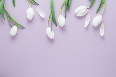 High angle view of white rose on table