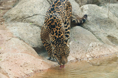 Giraffe in zoo