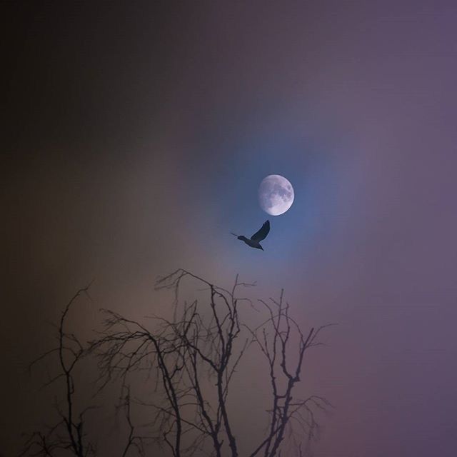 low angle view, flying, moon, bird, mid-air, beauty in nature, sky, nature, copy space, tranquility, night, scenics, clear sky, silhouette, astronomy, tranquil scene, full moon, animal themes, wildlife, tree