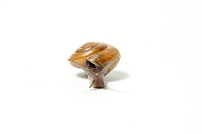 Close-up of snail against white background