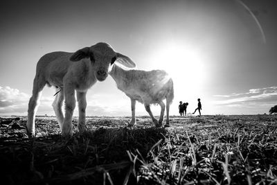 Sheep standing on field against sky