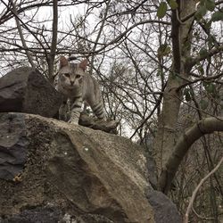 Low angle view of cat sitting on tree