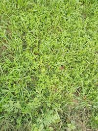 Full frame shot of fresh green field