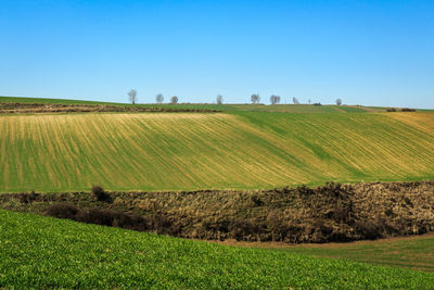 Scenic view of field against clear blue sky