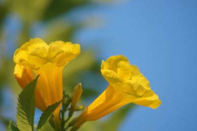 Close-up of yellow flower blooming against clear blue sky