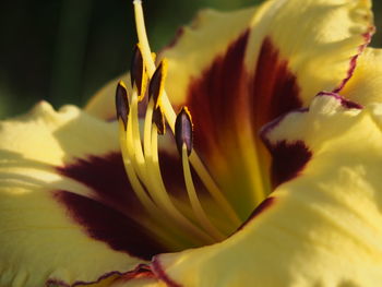 Close-up of yellow flowering plant