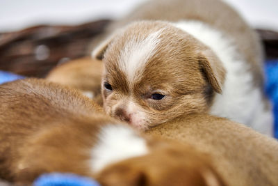 Sleeping chihuahua puppies in basket. cute little dogs lie on a warm blanket