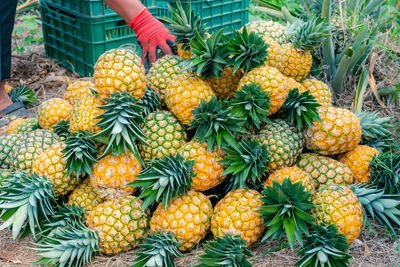 Full frame shot of pineapples for sale