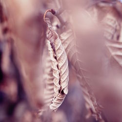 Close-up of leaf