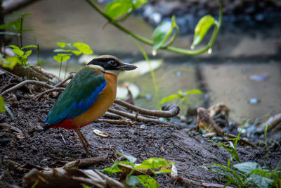 Close-up of bird perching on a field