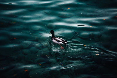 High angle view of duck swimming in sea