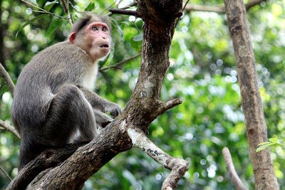 Monkey sitting on tree