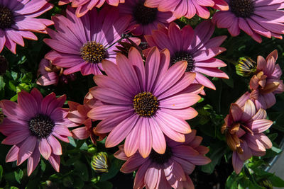 Close-up of pink flowers