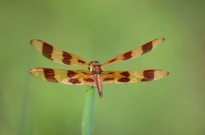 Close-up of dragon on plant stem