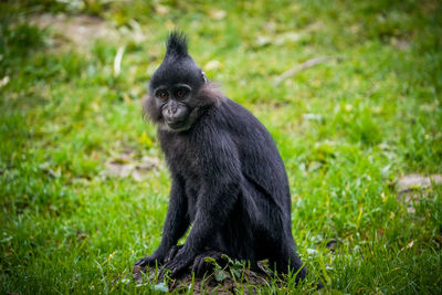 Close-up of monkey