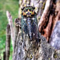 Close-up of insect on tree trunk