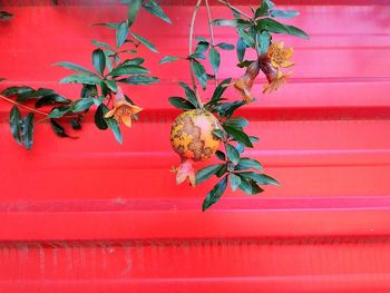 Close-up of red plant