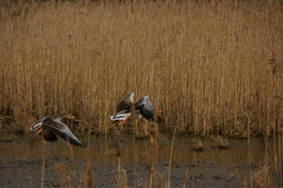 View of birds flying over water