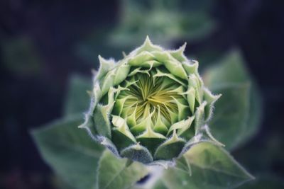 Close-up of succulent plant