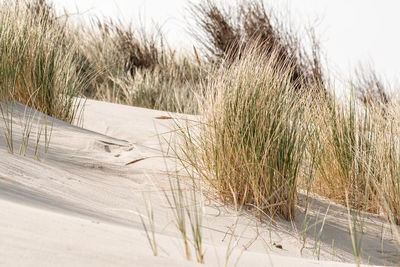 Close-up of grass on sand at beach