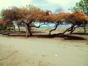 Trees on landscape