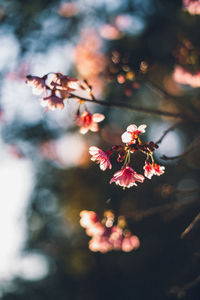 Close-up of pink cherry blossom tree