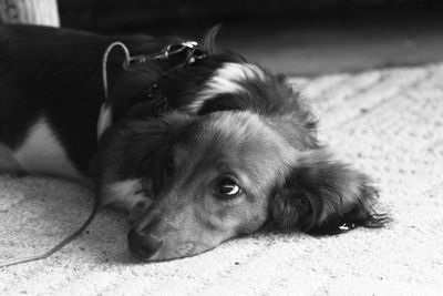 Close-up of dog relaxing on floor