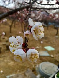 Close-up of white flowers on branch